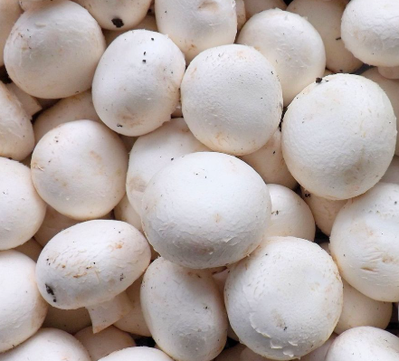 Button Mushroom Extract